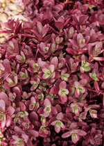 Load image into Gallery viewer, Sedum, Sunsparkler Firecracker #1