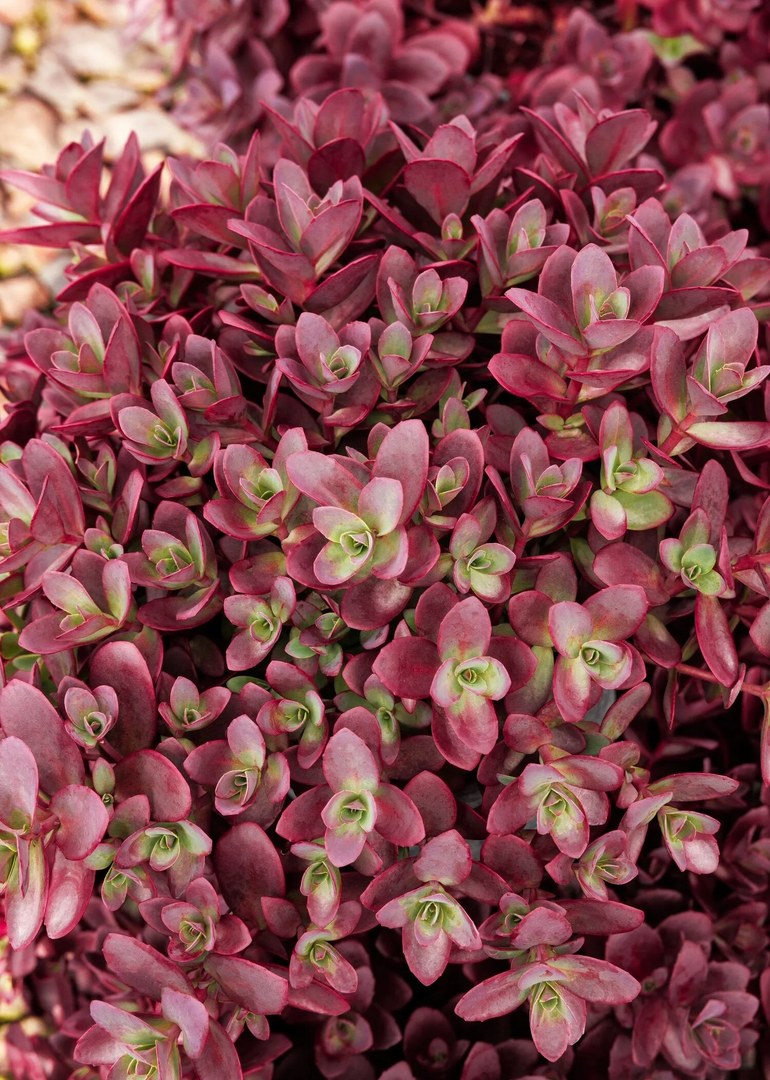 Sedum, Sunsparkler Firecracker #1