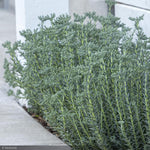 Load image into Gallery viewer, Sedum, Blue Spruce LittleOne
