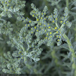 Load image into Gallery viewer, Sedum, Blue Spruce LittleOne
