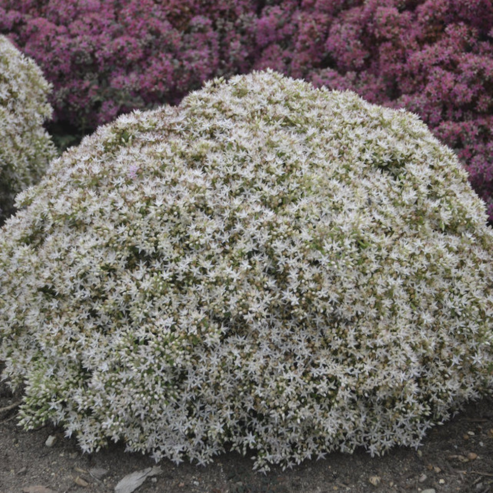 Sedum, Rock N Round Bundle of Joy #1