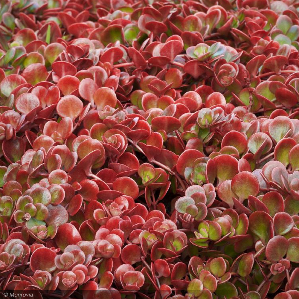 Sedum, Coral Reef Qt