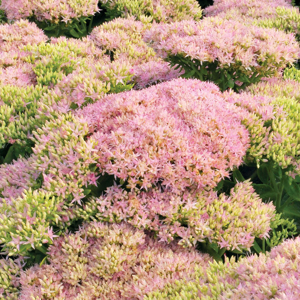 Sedum, Crystal Pink #1