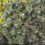 Load image into Gallery viewer, Sedum, SunSparkler Lime Zinger Qt
