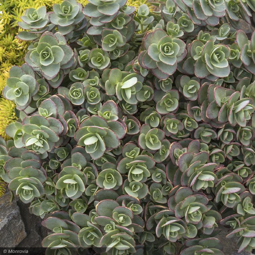 Sedum, SunSparkler Lime Zinger Qt