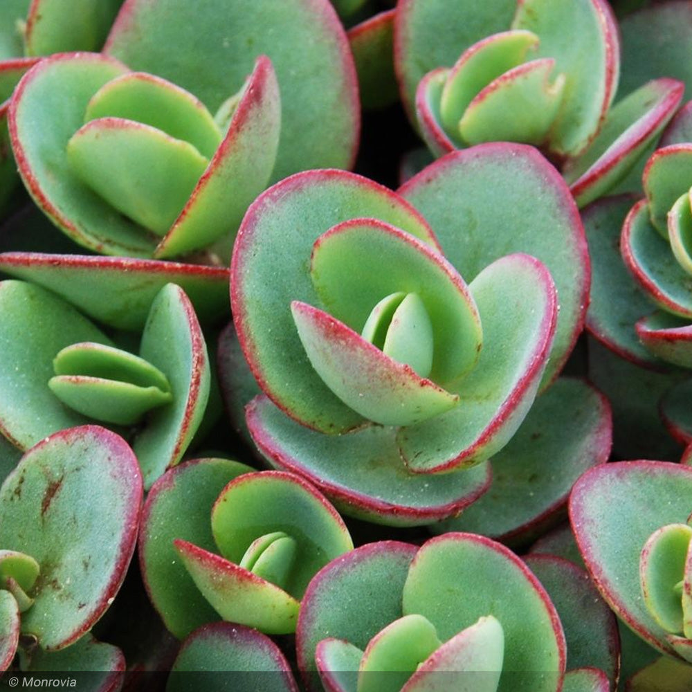 Sedum, SunSparkler Lime Zinger Qt