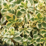 Load image into Gallery viewer, Sedum, Little Gecko #1
