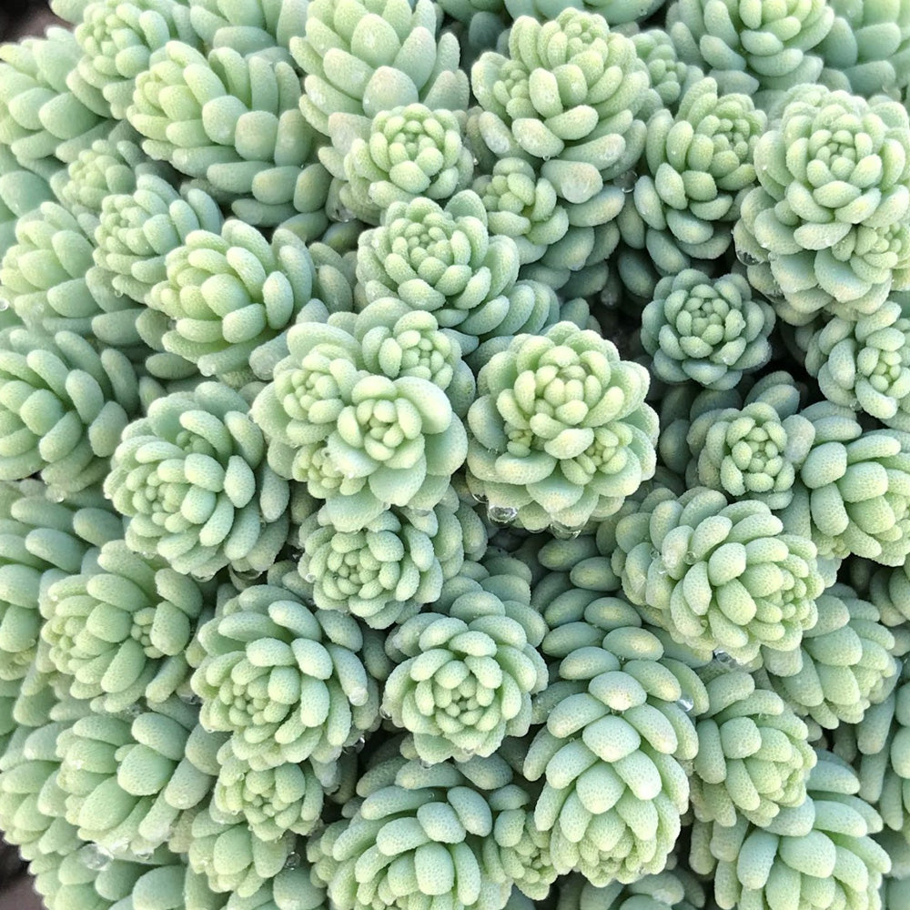 Sedum, Major Qt