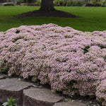 Load image into Gallery viewer, Sedum, Rock N Round Pure Joy #1
