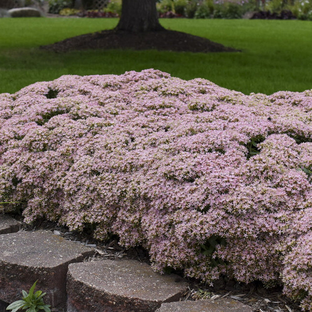 Sedum, Rock N Round Pure Joy #1