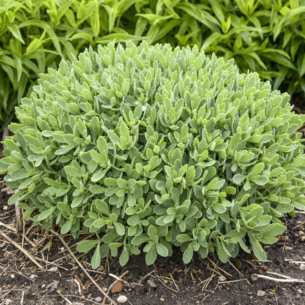 Sedum, Rock N Round Pure Joy #1