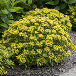 Load image into Gallery viewer, Sedum, Rock N Low Bright Idea #1
