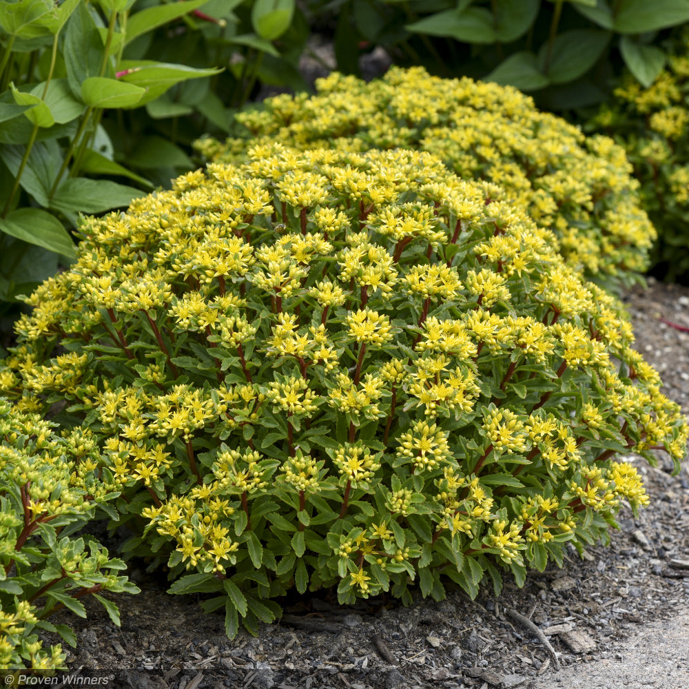 Sedum, Rock N Low Bright Idea #1