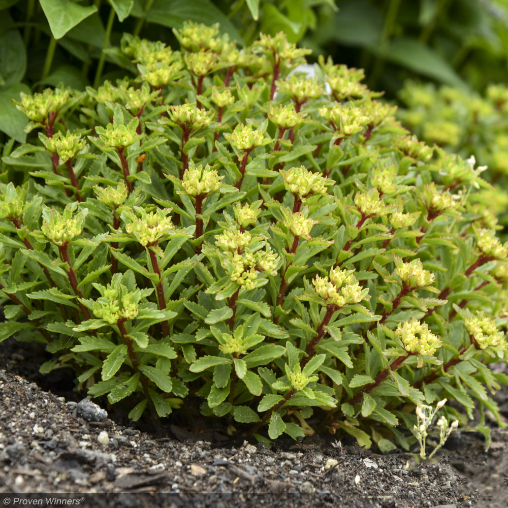 Sedum, Rock N Low Bright Idea #1