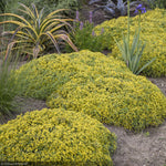 Load image into Gallery viewer, Sedum, Rock N Low Yellow Brick Rd #1
