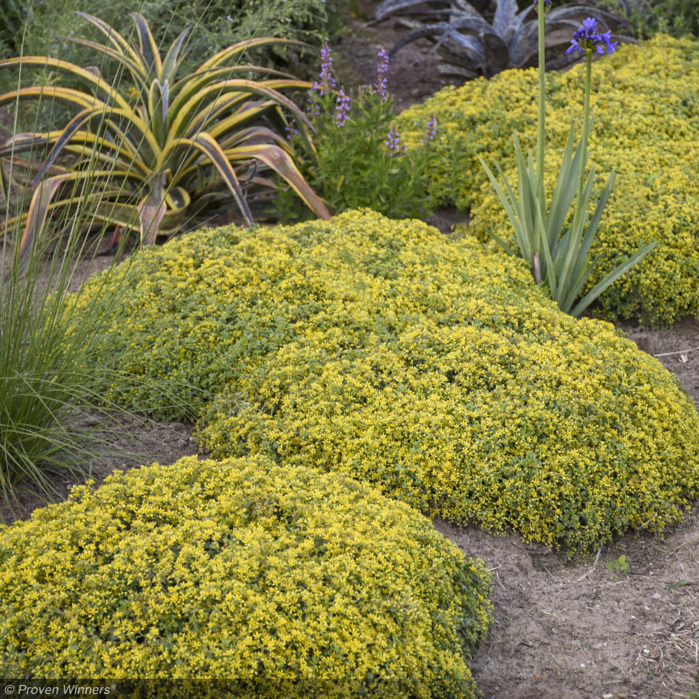 Sedum, Rock N Low Yellow Brick Rd #1