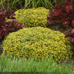 Load image into Gallery viewer, Sedum, Rock N Low Yellow Brick Rd #1
