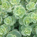 Load image into Gallery viewer, Sedum, Sieboldii Qt
