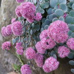 Load image into Gallery viewer, Sedum, Sieboldii Qt
