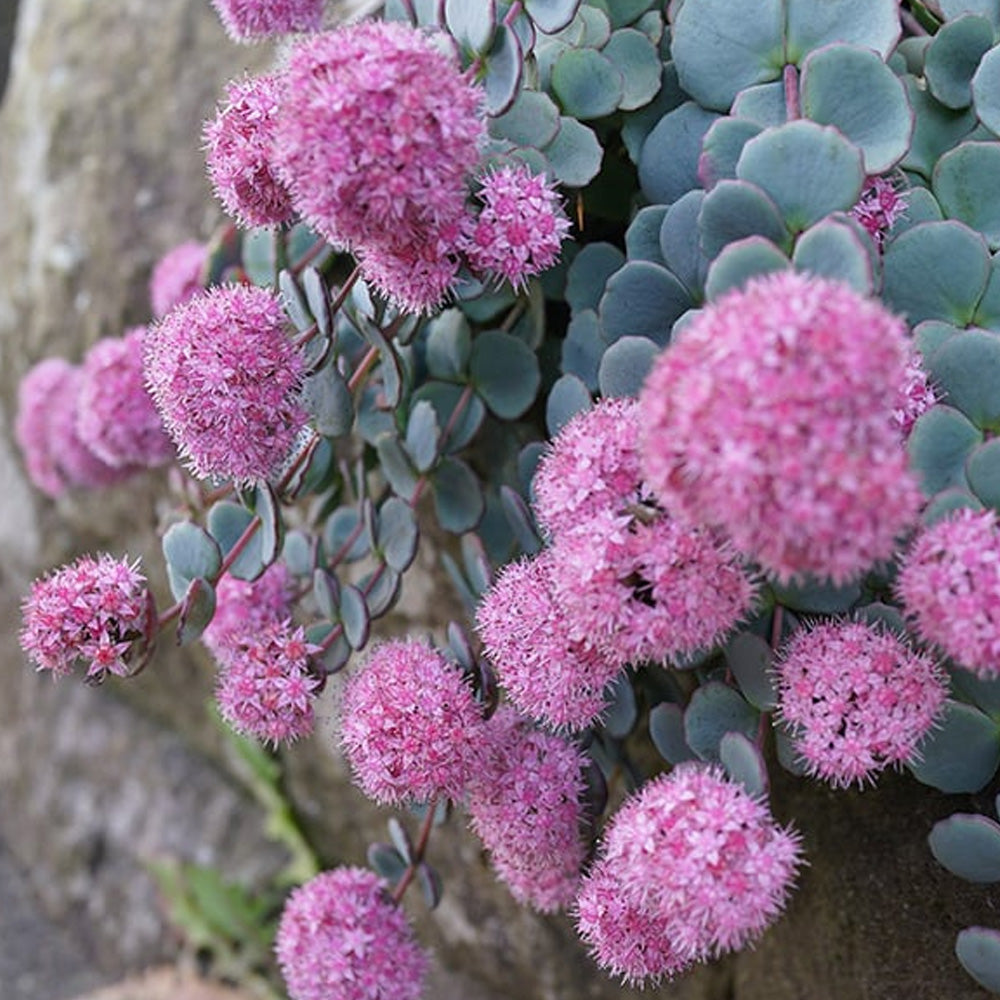 Sedum, Sieboldii Qt