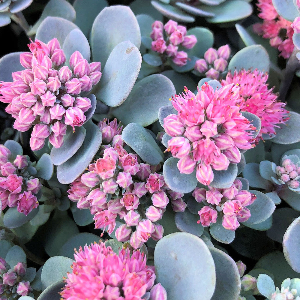 Sedum, SunSparkler Blue Elf #1