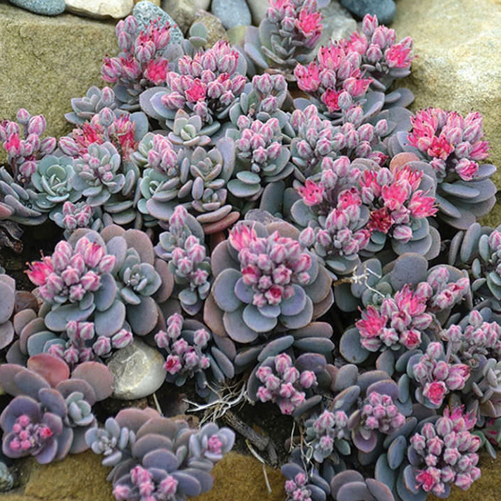 Sedum, SunSparkler Blue Elf #1