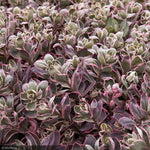 Load image into Gallery viewer, Sedum, SunSparkler Dream Dazzler #1
