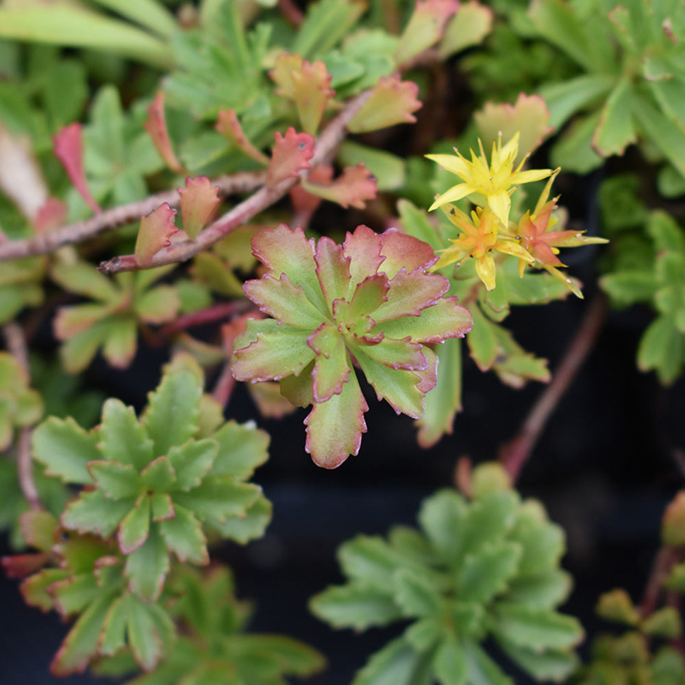 Sedum, Weihenstephaner Gold Qt