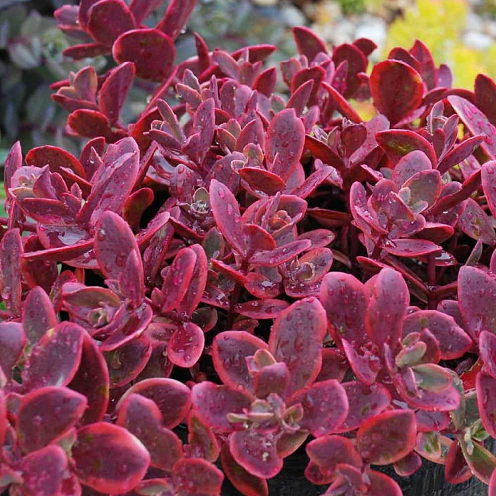 Sedum, Wildfire Qt