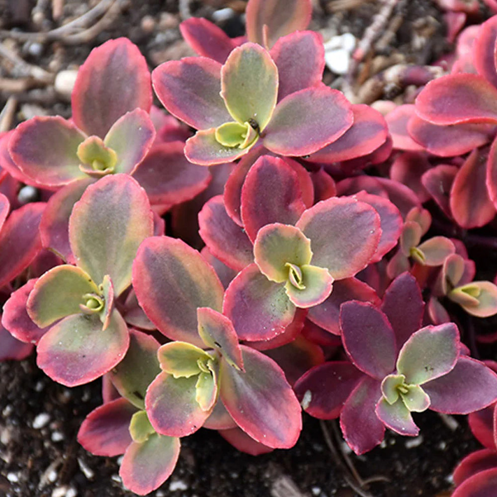 Sedum, Wildfire Qt