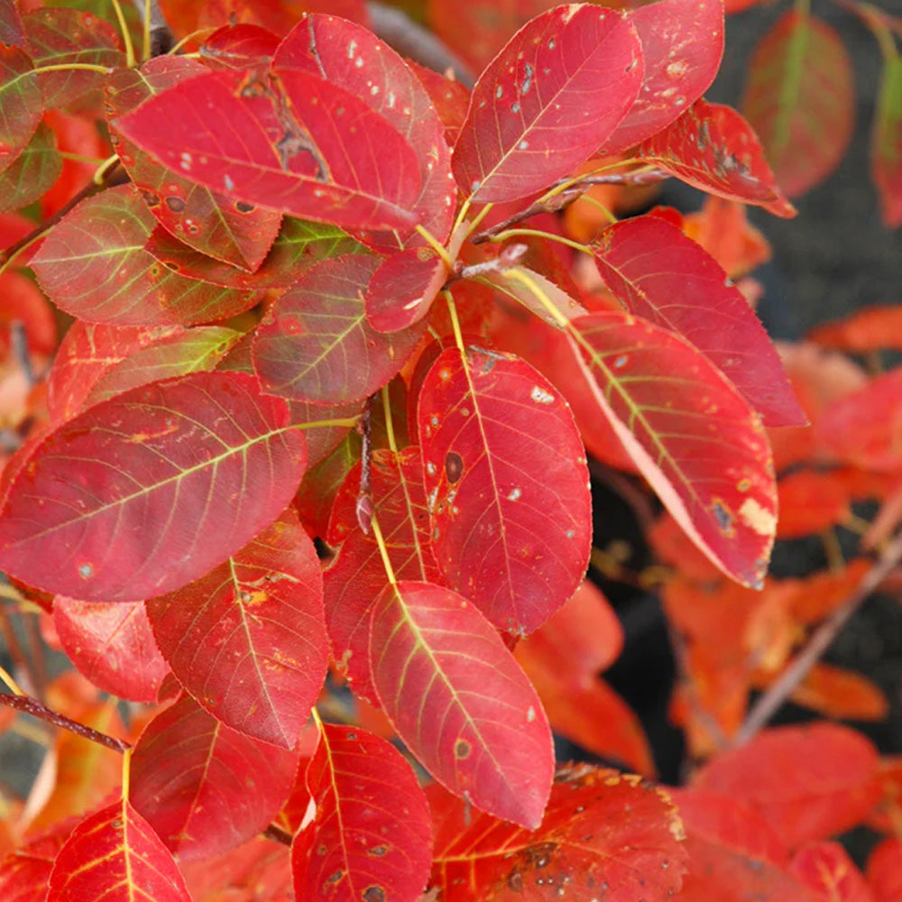 Serviceberry, Autumn Brilliance Clump #15