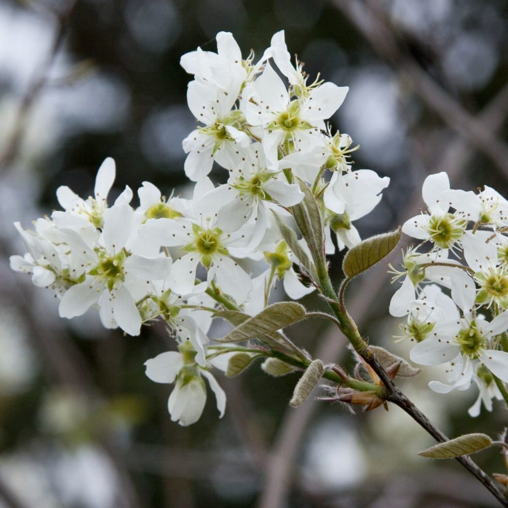 Serviceberry, Autumn Brilliance Clump #7