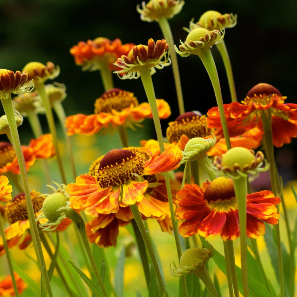 Sneezeweed, Mariachi Fuego #1