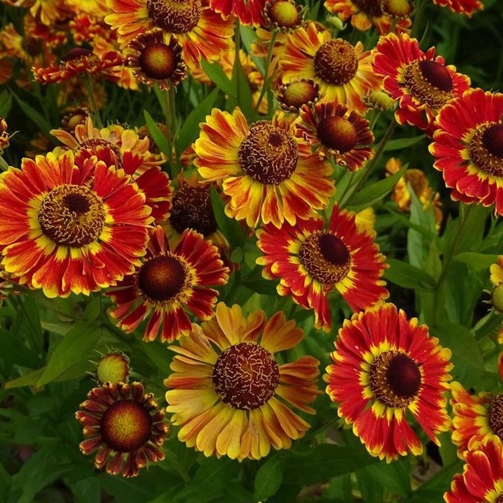 Sneezeweed, Mariachi Fuego #1