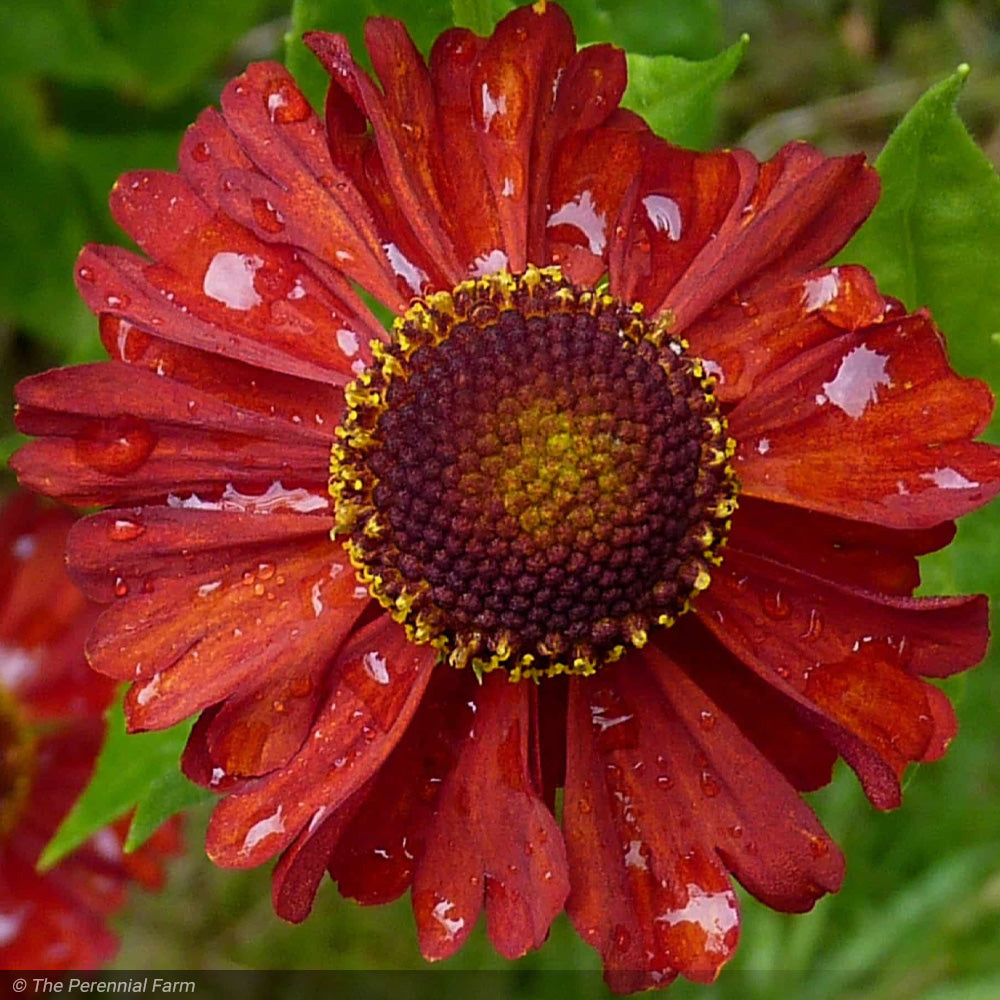 Sneezeweed, Mariachi Salsa #1