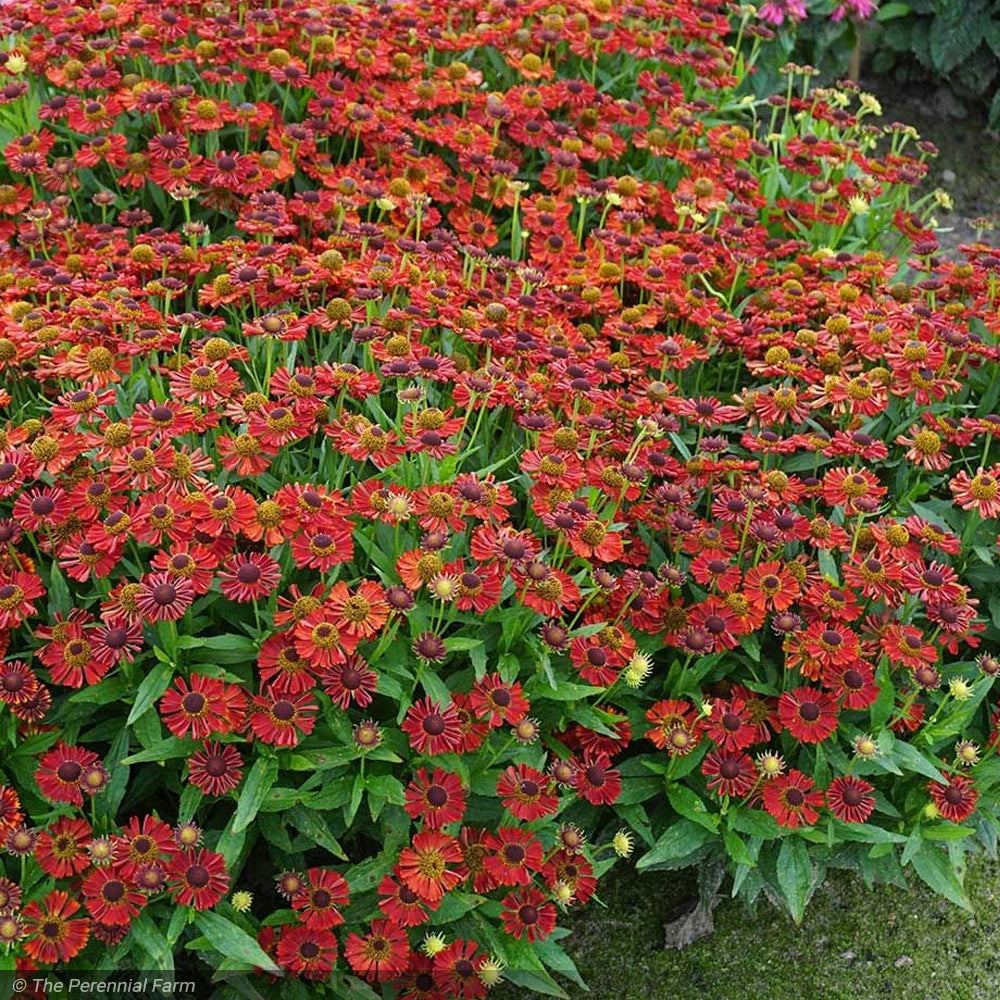 Sneezeweed, Mariachi Salsa #1