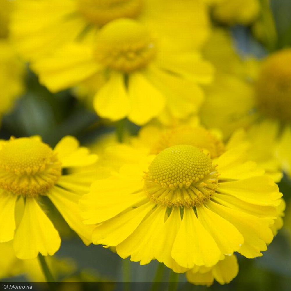 Sneezeweed, Mariachi Sombrero #1