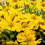 Load image into Gallery viewer, Sneezeweed, Hayday Yellow #1