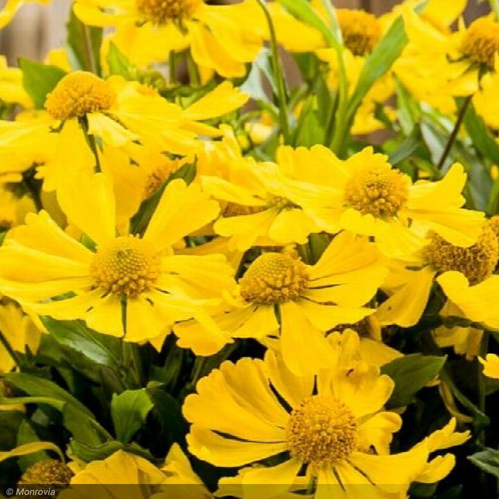 Sneezeweed, Hayday Yellow #1