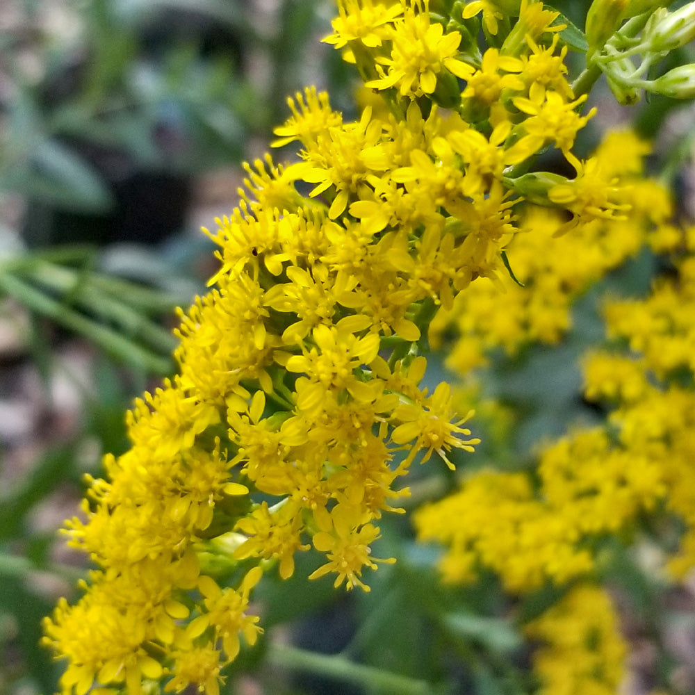 Goldenrod, Solar Cascade #1