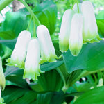 Load image into Gallery viewer, Solomon&#39;s Seal, Smooth #1
