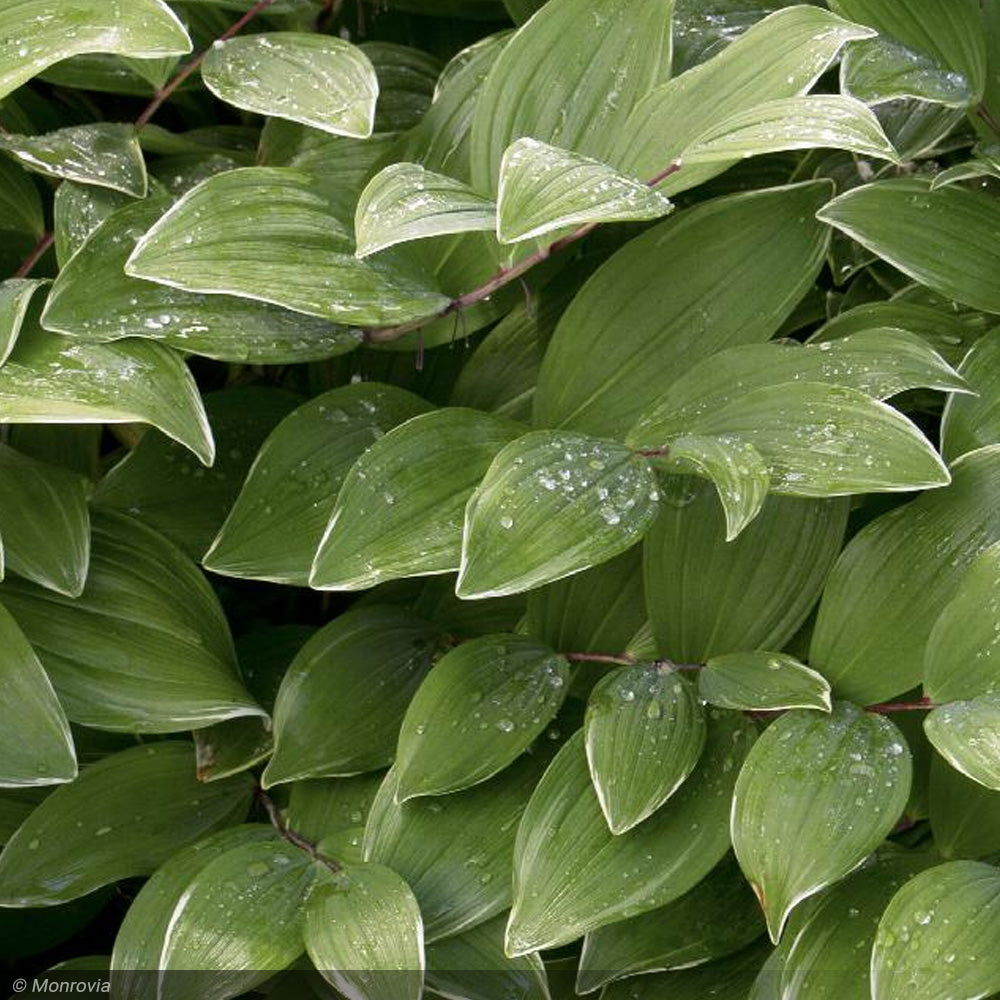 Solomon's Seal, Variegated #2