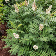 Sorbaria Cherry on Top #3