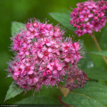 Load image into Gallery viewer, Spirea, Double Play Artisan #3
