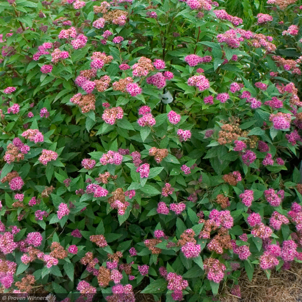 Spirea, Double Play Artisan #3