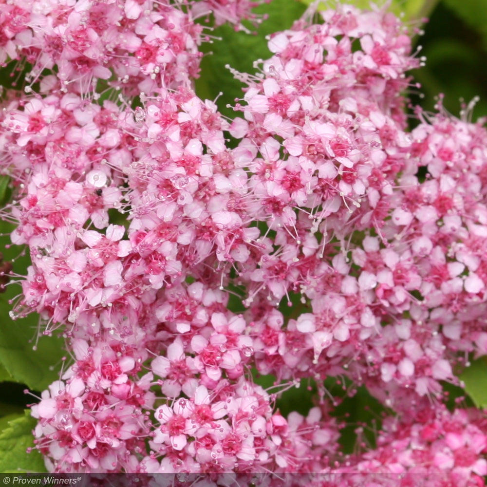 Spirea, Double Play Big Bang #3