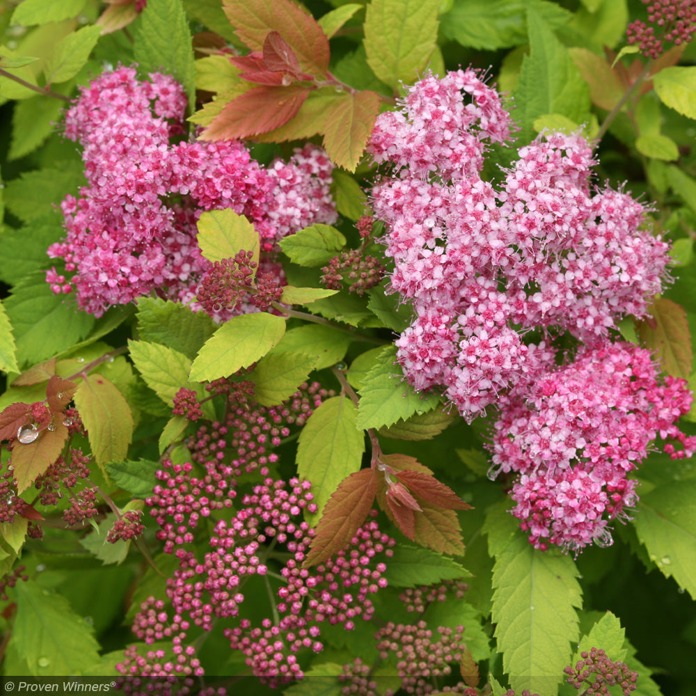 Spirea, Double Play Big Bang #3