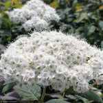 Load image into Gallery viewer, Spirea, Double Play Blue Kazoo #3