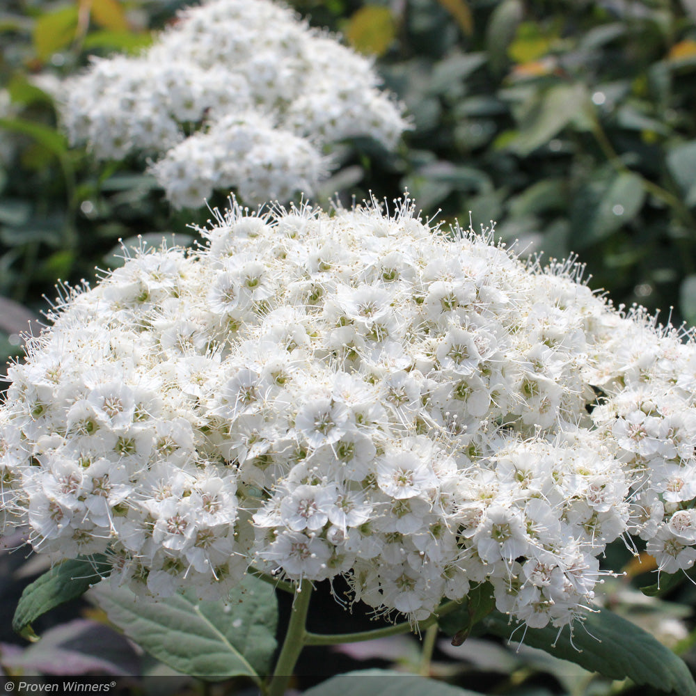 Spirea, Double Play Blue Kazoo #3