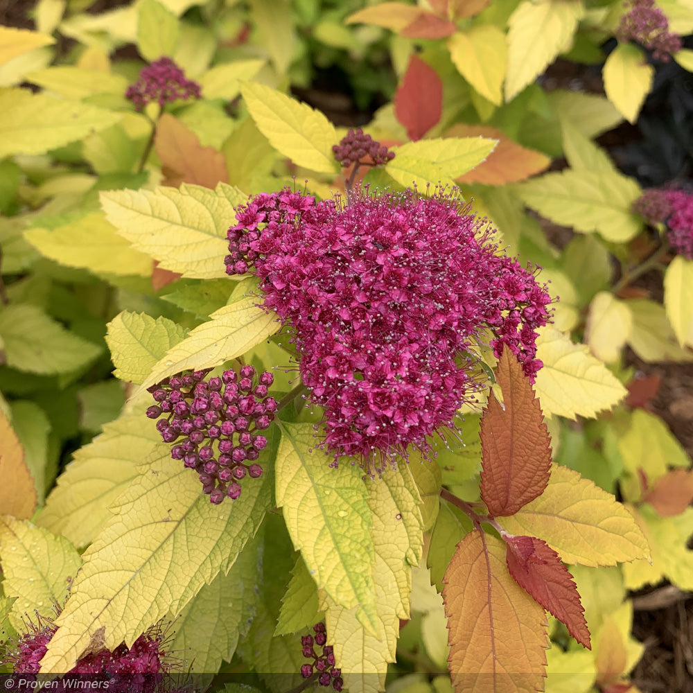 Spirea, Double Play Candy Corn #3